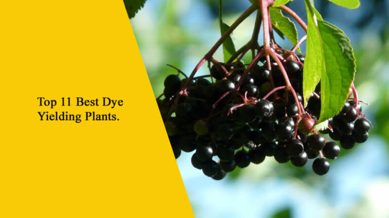 Top 11 Best Dye Yielding Plants in Nepal
