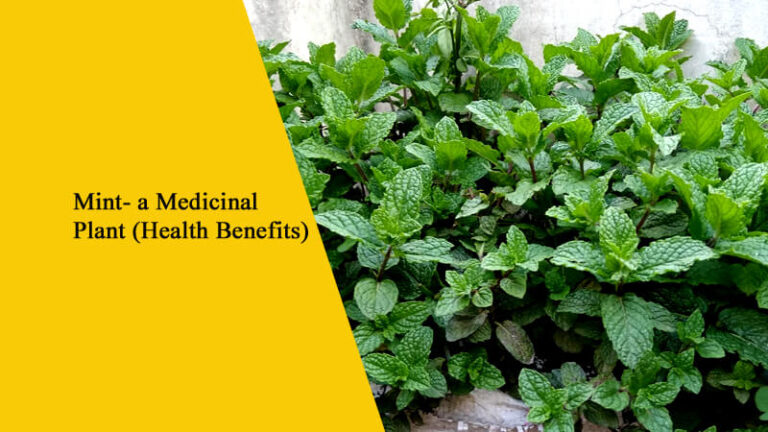 Mint- a Medicinal Plant