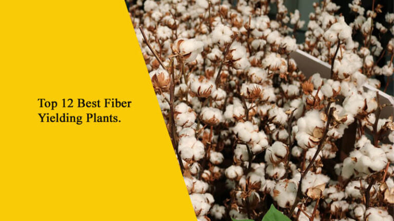 Top 12 Best Fiber Yielding Plants