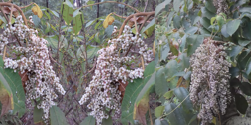 Rhus chinensis