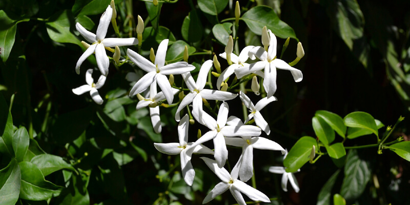 Italian jasmine, plant