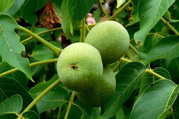  Juglans regia