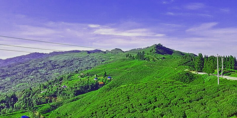 Kanyam Tea Estate which is located in Nepal