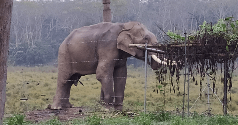 Koshi Tappu Wildlife Reserve which is located in Province 1 of Nepal