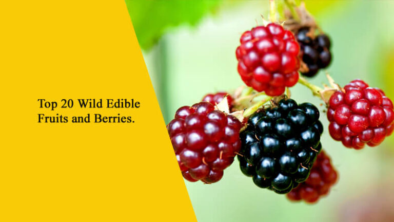 Top 20 Wild Edible Fruits and Berries