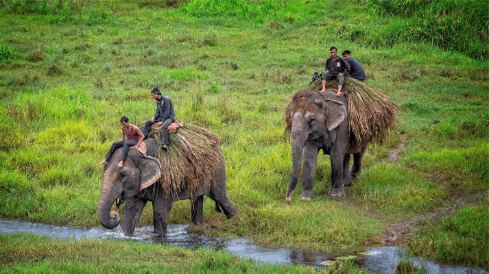 Chitwan National Park which is located in Province 3 of Nepal