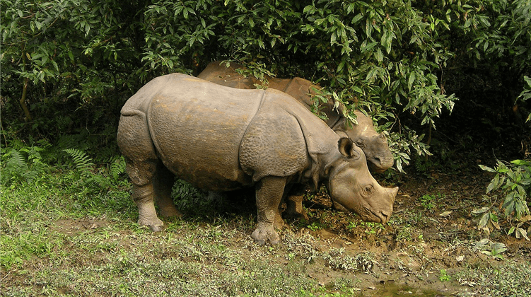 One-Horned Rhino - Chitwan National Park