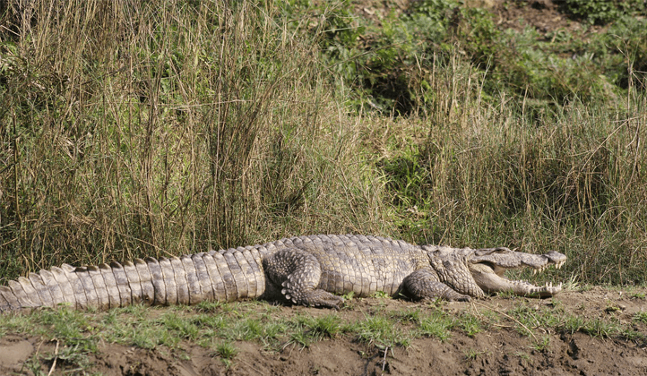 Crocodile-Chitwan National Park